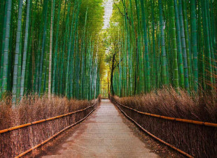 Skaben photo wallpaper Bamboo - Green / Brown | Bamboo wallpaper