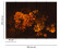 Skaben Fototapete Blumen Lilie Orange / Schwarz Raum2 Skaben Fototapete Blumen Lilie Orange / Schwarz Raum2