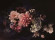 Skaben Fototapete Blumen Lilie Rosa / Schwarz Raum1 Skaben Fototapete Blumen Lilie Rosa / Schwarz Raum1