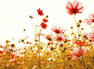 Skaben photo papier peint Flowers - vert / rose | fleurs, nature, coquelicots papier peint
