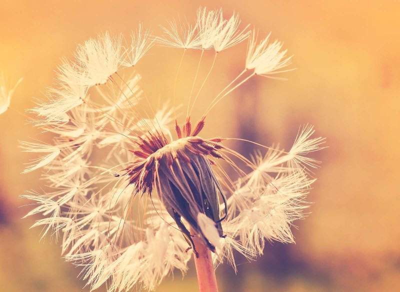 Skaben Wall mural Flowers - Orange / White | Flowers, Nature, Dandelion Wallpaper main product photo