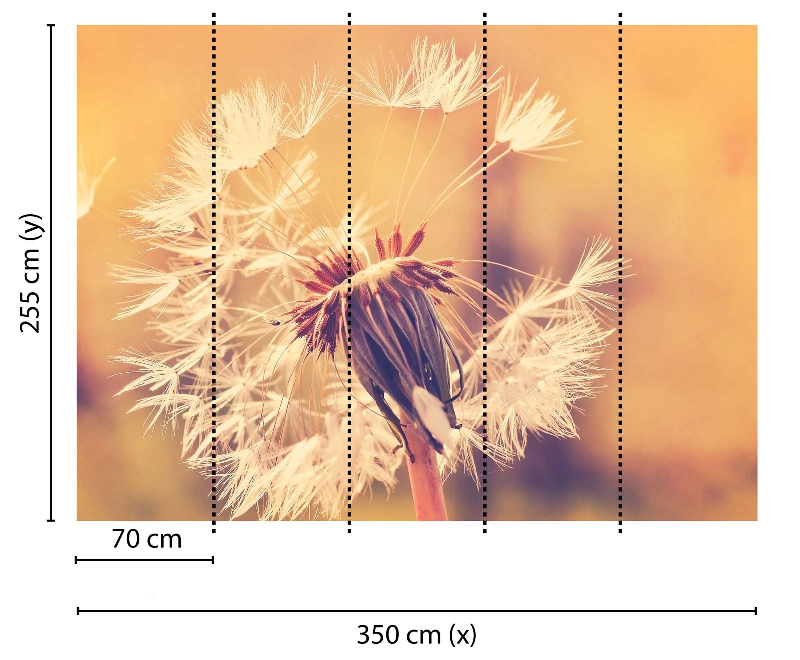 Skaben Fototapete Blumen Natur Orange / Weiß Raum2