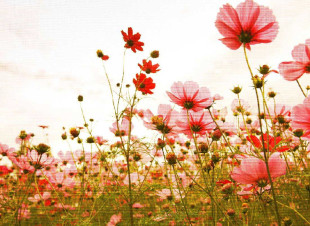 Skaben wallpaper Flowers - pink / green | flowers, nature, poppies wallpaper