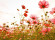 Skaben Fototapete Blumen Natur Rosa / Grün Raum1