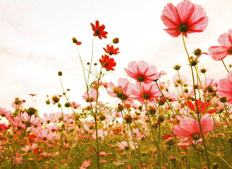 Skaben Wall mural Flowers - Pink / Green | Flowers, Nature, Poppies Wallpaper main product photo