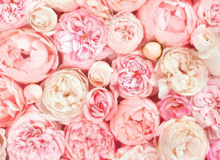 Skaben wallpaper Flowers - pink / white | flowers, roses wallpaper