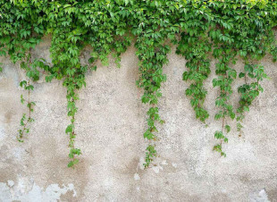 Skaben photo wallpaper Concrete - green / gray | nature, concrete look wallpaper