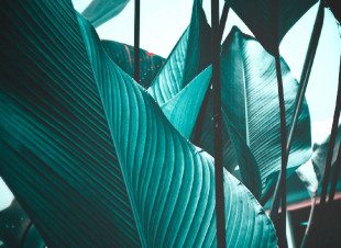 Skaben Fototapete Palm - Blau / Schwarz | Natur, Palmen, Dschungel Tapete