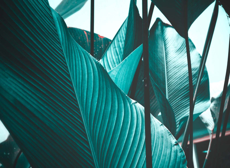 Papel Pintado Skaben Palm - Azul / Negro | Naturaleza, Palmeras, Selva main product photo