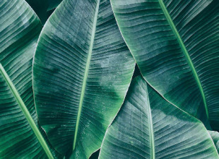 Papel Pintado Skaben Palm - Papel Pintado Verde | Naturaleza, Palmeras, Selva