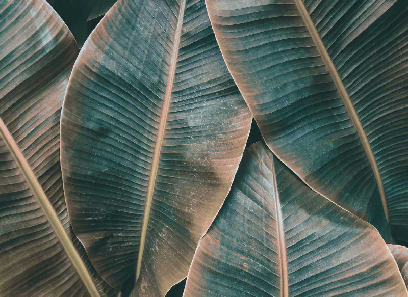 Papel Pintado Skaben Palm - Verde / Marrón | Naturaleza, Palmeras, Jungla main product photo