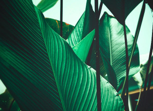 Skaben Fototapete Palm - Grün / Schwarz | Natur, Palmen, Dschungel Tapete