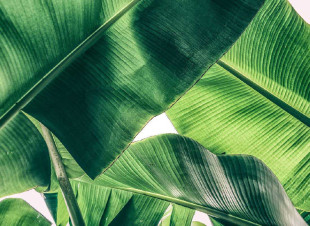 Skaben Fototapete Palm - Grün / Weiß | Natur, Palmen, Dschungel Tapete