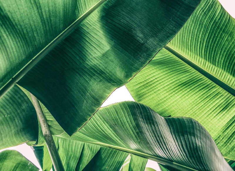 Papel Pintado Skaben Palm - Verde / Blanco | Naturaleza, Palmeras, Jungla main product photo