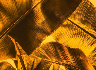 Skaben papier peint Palm - orange / jaune | nature, palmiers, jungle papier peint