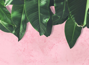 Skaben Fototapete Palm - Rosa / Grün | Natur, Palmen, Dschungel Tapete