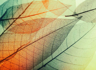 Skaben photo papier peint Forest - vert / orange | Nature, forêt papier peint