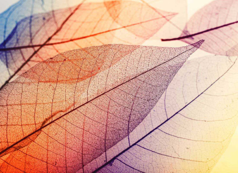 Skaben Wall mural Forest - Orange / Black | Nature, Forest Wallpaper main product photo