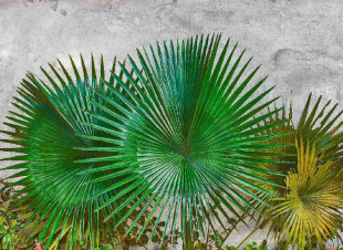 Skaben Fototapete Palm - Grün / Grau | Palmen, Natur Tapete