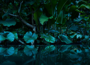Skaben Fototapete Palm - Grün | Palmen, Regenwald, Natur, Dschungel Tapete