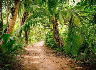 Skaben Fototapete Palm - Grün / Braun | Palmen, Regenwald, Natur, Dschungel Tapete