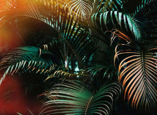 Skaben Fototapete Palm - Grün / Gelb | Palmen, Regenwald, Natur, Dschungel Tapete