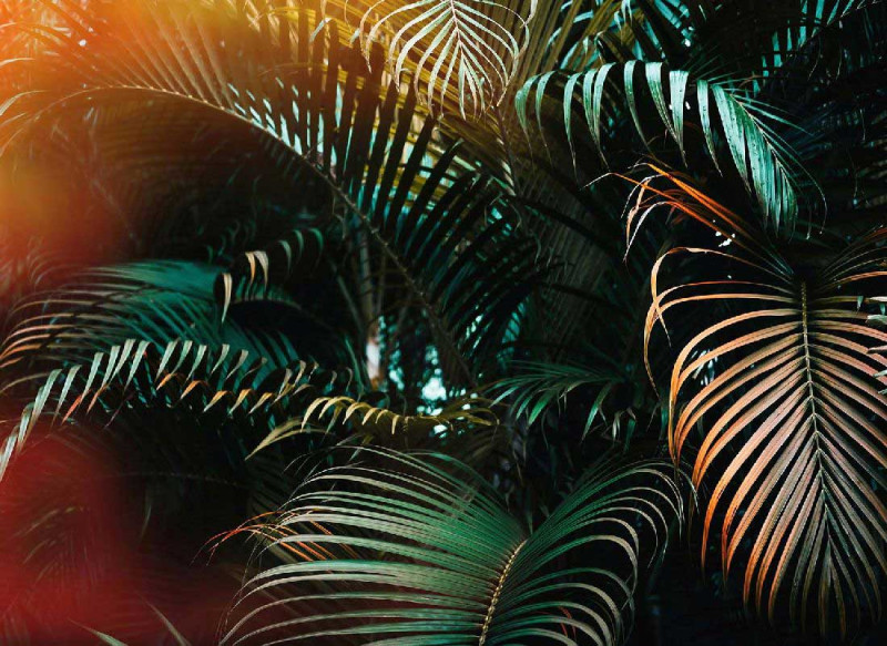 Skaben Fototapete Palm - Grün / Gelb | Palmen, Regenwald, Natur, Dschungel Tapete main product photo