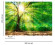 Skaben Fototapete Wald Baum Grün / Braun Raum2 Skaben Fototapete Wald Baum Grün / Braun Raum2