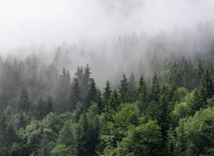 Skaben Fototapete Forest - Grün / Weiß | Wald, Landschaft, Baum Tapete