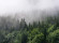 Skaben Fototapete Wald Landschaft Grün / Weiß Raum1 Skaben Fototapete Wald Landschaft Grün / Weiß Raum1