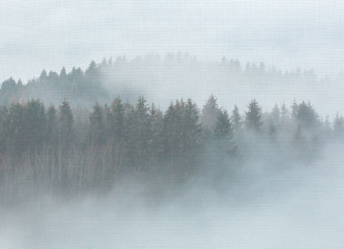 Skaben photo papier peint Forest - blanc / vert | forêt, paysage, arbre papier peint