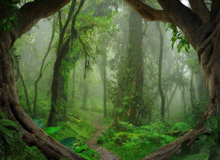 Skaben Fototapete Forest - Grün / Braun | Wald, Regenwald, Natur, Dschungel Tapete