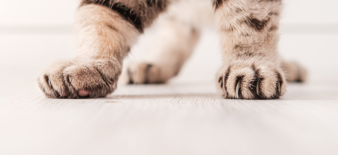 Cat claws on parquet floor