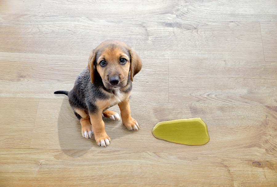 Urine d'animaux sur le parquet