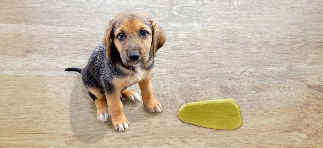 Remove pet urine stains on the wooden floor